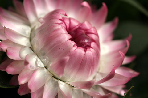 Strawflower  Geotagged,The Netherlands,Xerochrysum bracteatum