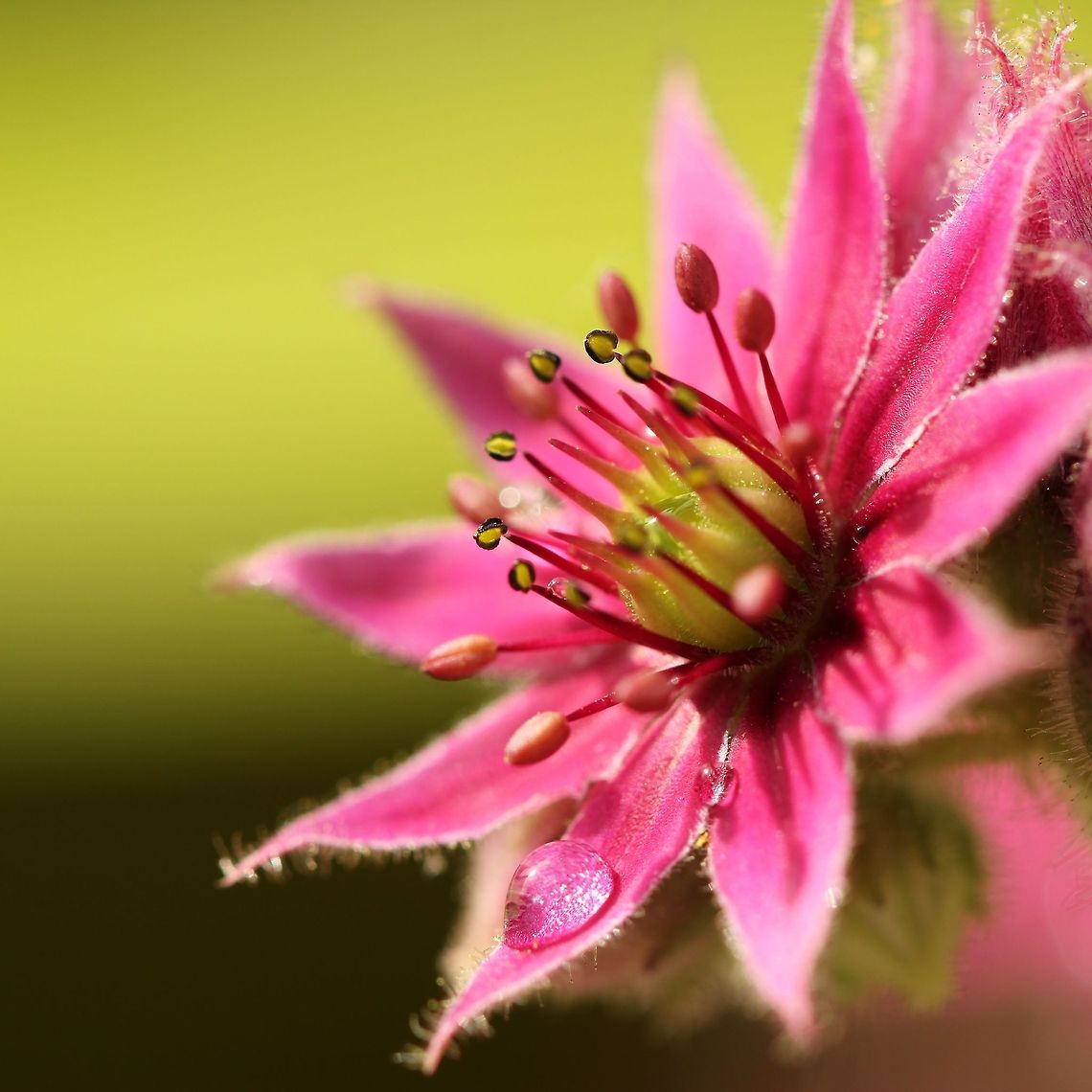 Jupiter's eye  Common Houseleek,Geotagged,Sempervivum tectorum,The Netherlands