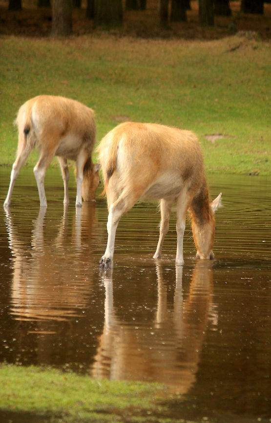 Père Davids deer P&egrave;re David&#039;s deer (Elaphurus davidianus), also known as the milu (Chinese: 麋鹿; pinyin: m&iacute;l&ugrave;) or elaphure, is a species of deer that is currently extinct in the wild&mdash;all known specimens are found only in captivity. This semiaquatic animal prefers marshland, and is native to the subtropics of China. It grazes mainly on grass and aquatic plants. It is the only extant member of the genus Elaphurus. Beekse bergen,Elaphurus davidianus,Geotagged,Père Davids deer,The Netherlands