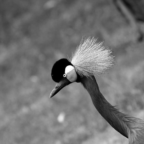 Grey Crowned Crane  Balearica regulorum,Beekse bergen,Geotagged,Grey Crowned Crane,The Netherlands