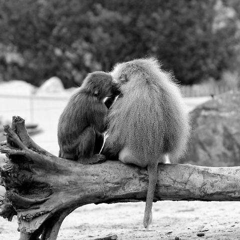 Love is...  Beekse bergen,Geotagged,Hamadryas baboon,Papio hamadryas,The Netherlands