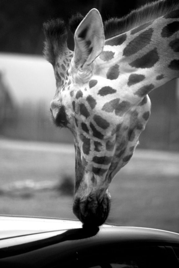 At the carwash... "He chuck on leaves from tall tress<br />
From lakes and ponds he drinks<br />
He does not ever tries to swim<br />
A giraffe in water, sinks!"<br />
<br />
So he's definitely looking for safe transport here;)<br />
<br />
(from "Gerry is a tall giraffe", unknown writer) Beekse bergen,Geotagged,Giraffa camelopardalis rothschildi,Rothschild Giraffe,The Netherlands