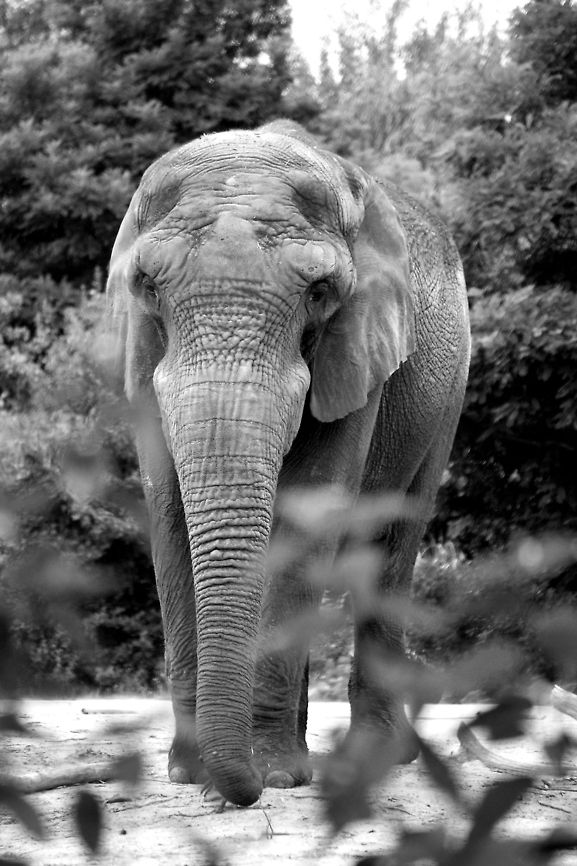 African bush elephant  African bush elephant,Beekse bergen,Geotagged,Loxodonta africana,The Netherlands