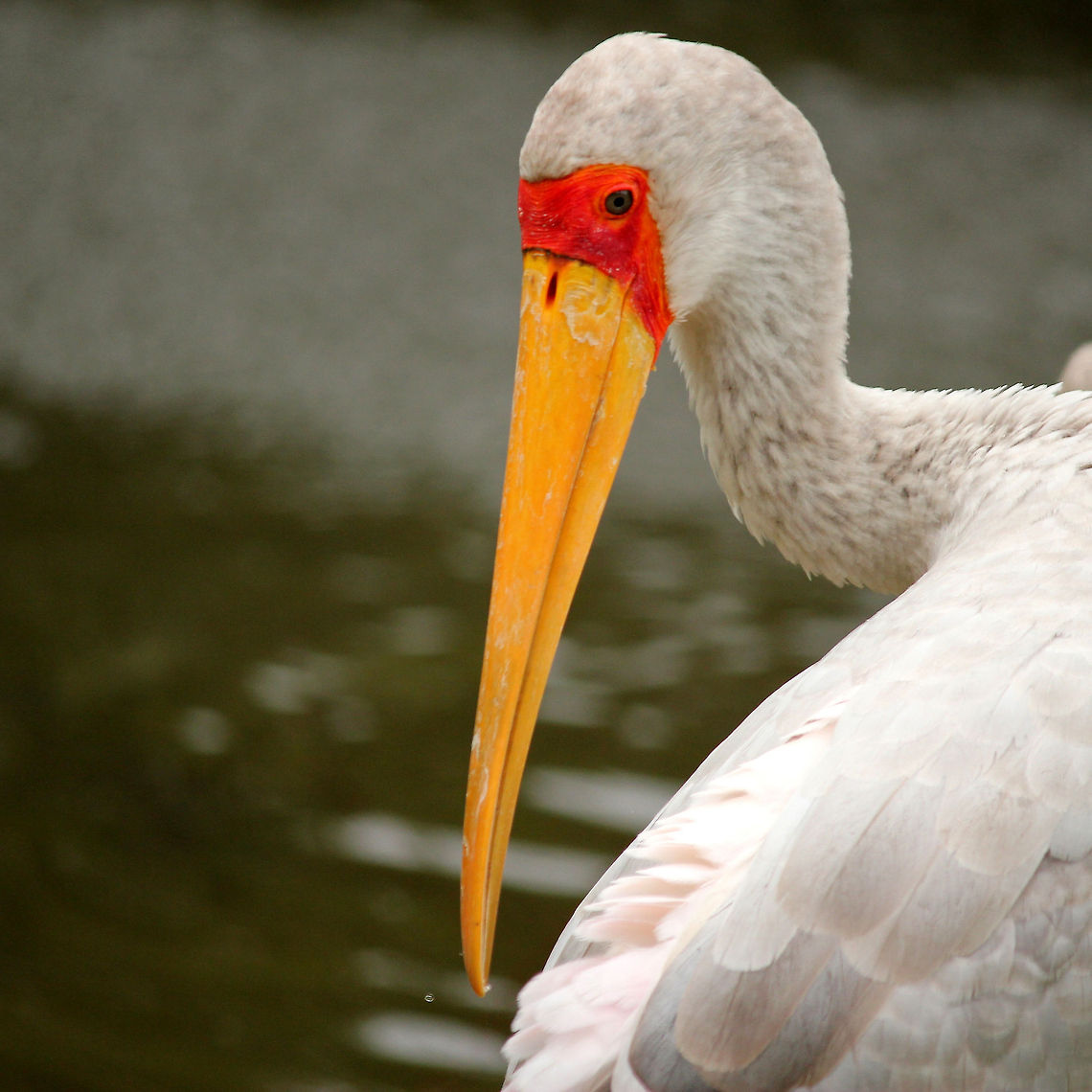 Yellow-billed Stork In Dutch: &quot;Nimmerzat&quot; Beekse bergen,Geotagged,Mycteria ibis,The Netherlands,Yellow-billed Stork