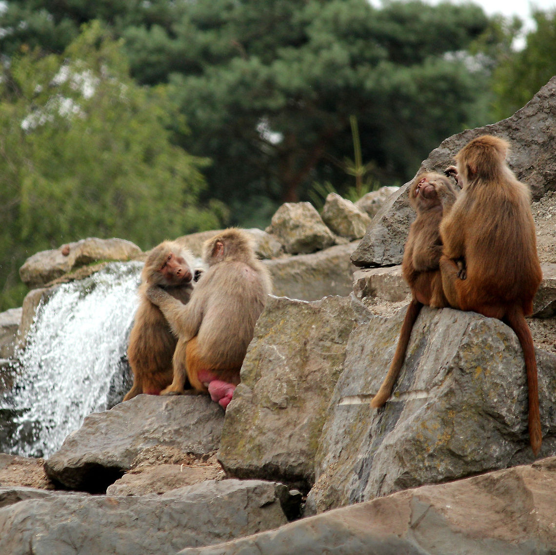 Searching for fleas  Beekse bergen,Geotagged,Hamadryas baboon,Papio hamadryas,The Netherlands