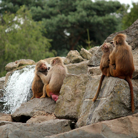 Searching for fleas  Beekse bergen,Geotagged,Hamadryas baboon,Papio hamadryas,The Netherlands