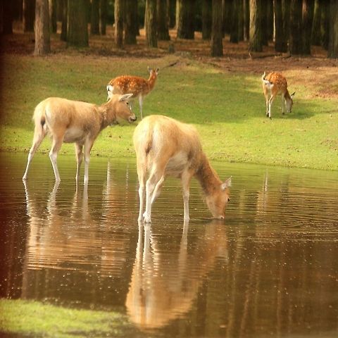 麋 | 鹿 This species of deer that is currently extinct in the wild; all known specimens are found only in captivity. But there is a breeding program and some of them have been placed back to their original grounds in a reservate.  Beekse bergen,Elaphurus davidianus,Geotagged,Père Davids deer,The Netherlands