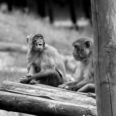 It's mine  Geotagged,Macaca mulatta,Rhesus macaque,The Netherlands
