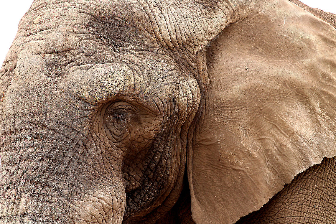 Wrinkled  African bush elephant,Beekse bergen,Geotagged,Loxodonta africana,The Netherlands