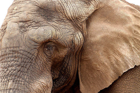 Wrinkled  African bush elephant,Beekse bergen,Geotagged,Loxodonta africana,The Netherlands