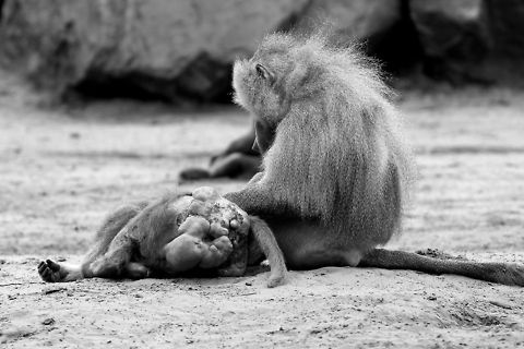 Hemorrhoids?  Beekse bergen,Geotagged,Hamadryas baboon,Papio hamadryas,The Netherlands