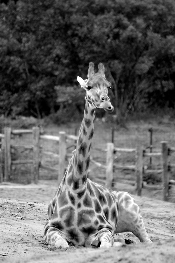Chewing giraffe  Beekse bergen,Geotagged,Giraffa camelopardalis rothschildi,Rothschild Giraffe,The Netherlands