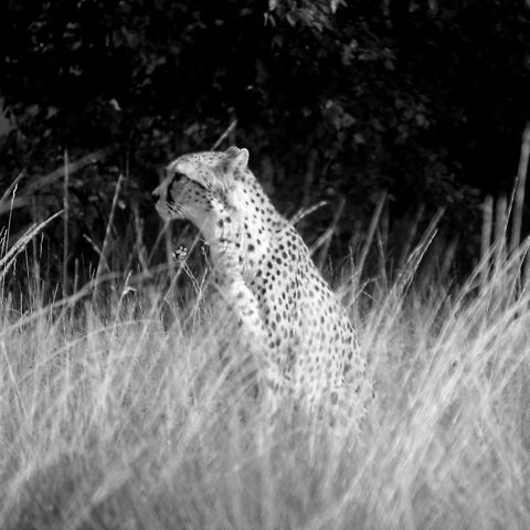 On the look out Photo safely through a safari bus window Acinonyx jubatus,Cheetah,Geotagged,The Netherlands