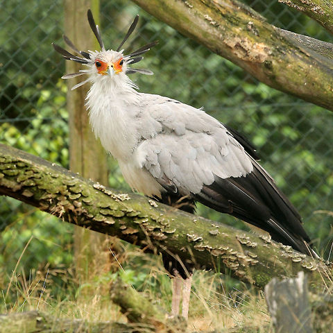 Yes, I see U  Geotagged,Sagittarius serpentarius,Secretary Bird,The Netherlands