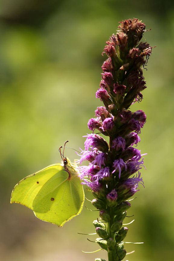 Common brimstone  Common Brimstone,Geotagged,Gonepteryx rhamni,The Netherlands