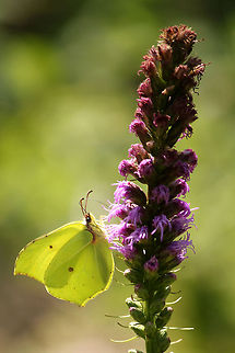 Common brimstone  Common Brimstone,Geotagged,Gonepteryx rhamni,The Netherlands