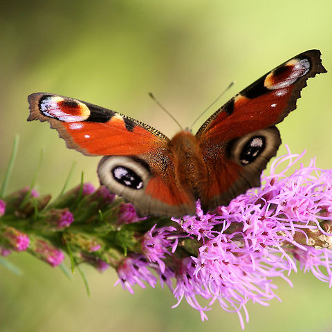 Peacock butterfly  European Peacock,Geotagged,Inachis io,The Netherlands