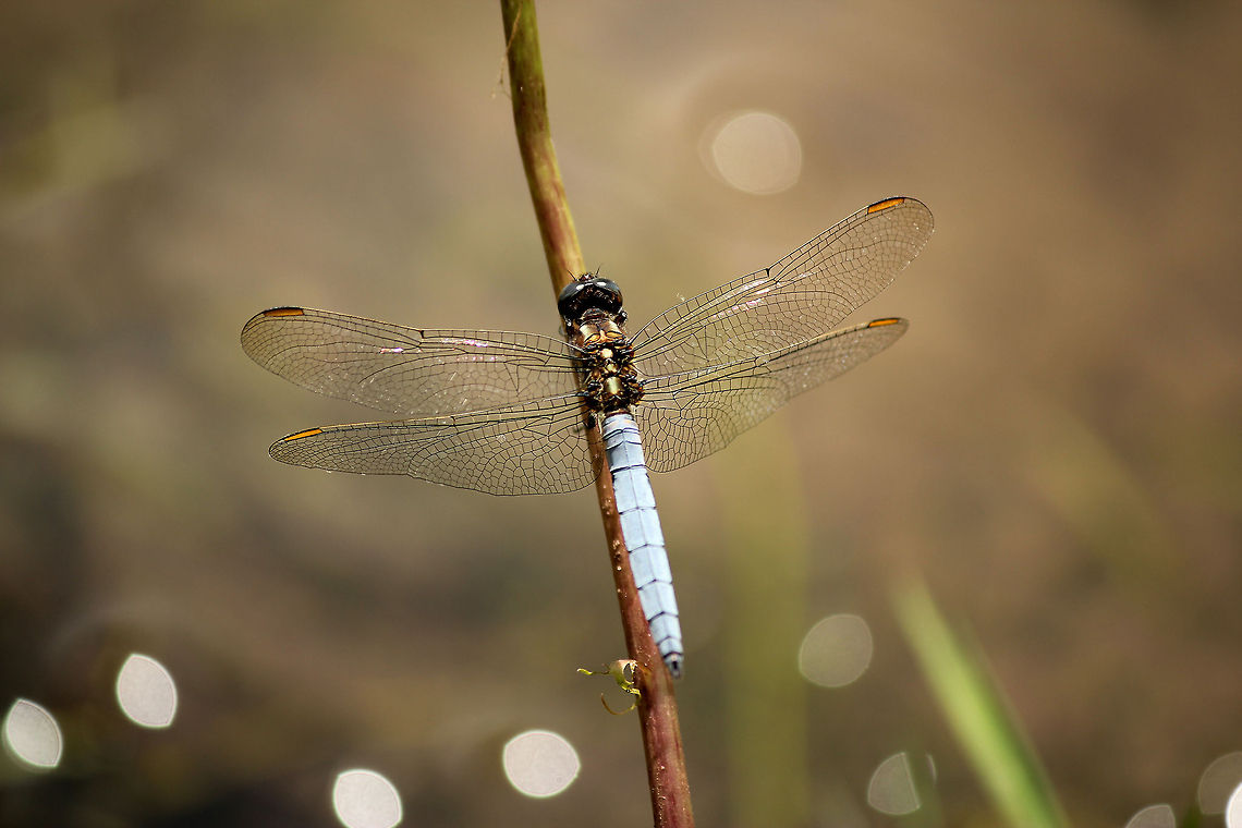 Keeled skimmer  Geotagged,Keeled Skimmer,Orthetrum coerulescens,The Netherlands