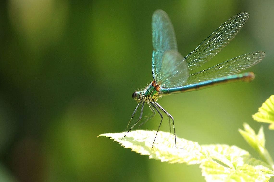 Calopteryx?? &quot;<br />
You ask me the question who am I?<br />
Well I guess I should start with my name.<br />
But my name is in essence just a series of letters,<br />
Surely that won&rsquo;t be met with acclaim.<br />
<br />
So what does my name represent?<br />
What is it that makes up my being?<br />
When I live each moment of this life I am given,<br />
What is it that people are seeing?<br />
&quot;<br />
(A section of the poem written by Kirst, titled &#039;who am i&#039;:)) Geotagged,The Netherlands