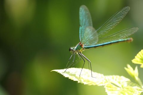 Calopteryx?? "
You ask me the question who am I?
Well I guess I should start with my name.
But my name is in essence just a series of letters,
Surely that won’t be met with acclaim.

So what does my name represent?
What is it that makes up my being?
When I live each moment of this life I am given,
What is it that people are seeing?
"
(A section of the poem written by Kirst, titled 'who am i':)) Geotagged,The Netherlands