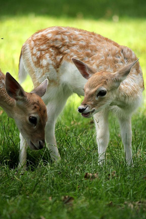 Young fallow deer  Dama dama,Fallow Deer,Geotagged,The Netherlands