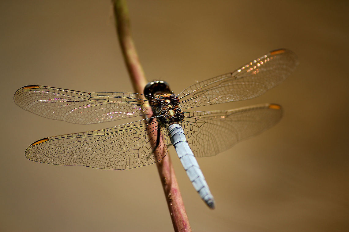 Keeled skimmer  Geotagged,Keeled Skimmer,Orthetrum coerulescens,The Netherlands