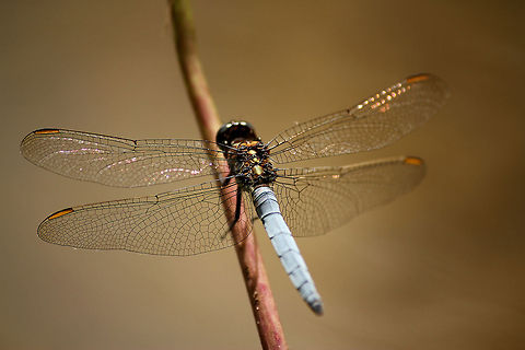 Keeled skimmer  Geotagged,Keeled Skimmer,Orthetrum coerulescens,The Netherlands