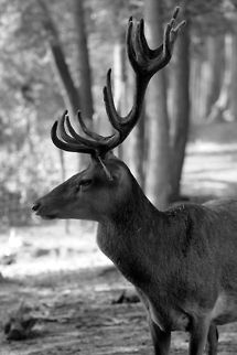 Proud Man Standing  Cervus elaphus,Geotagged,Rangifer tarandus,Red deer,Reindeer,The Netherlands