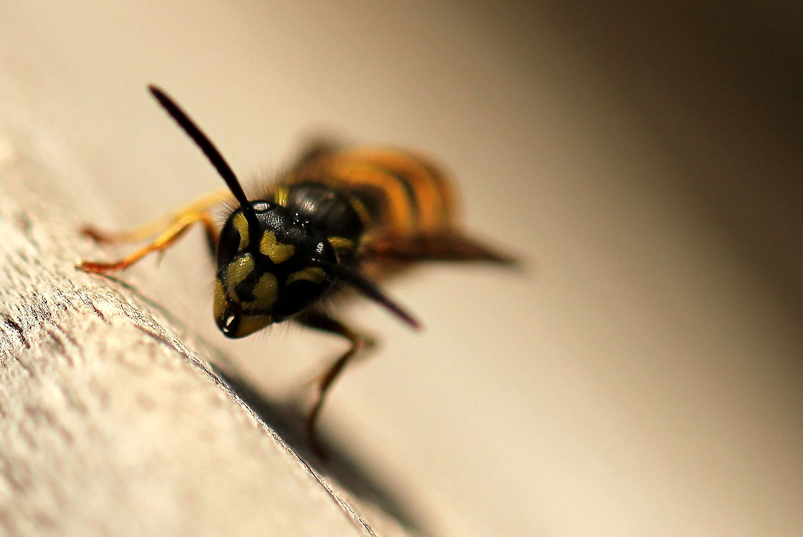 Common wasp This wasp didn&#039;t mind taking a photo but it&#039;s friend came to the rescue... Gladly I was faster at the back door. Geotagged,The Netherlands,Vespula vulgaris