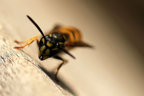 Common wasp This wasp didn't mind taking a photo but it's friend came to the rescue... Gladly I was faster at the back door. Geotagged,The Netherlands,Vespula vulgaris