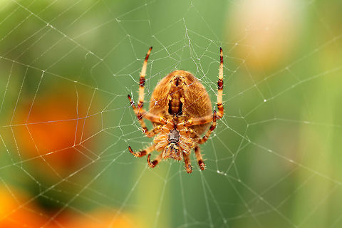 It's autumn today  Araneus diadematus,European garden spider,Geotagged,The Netherlands