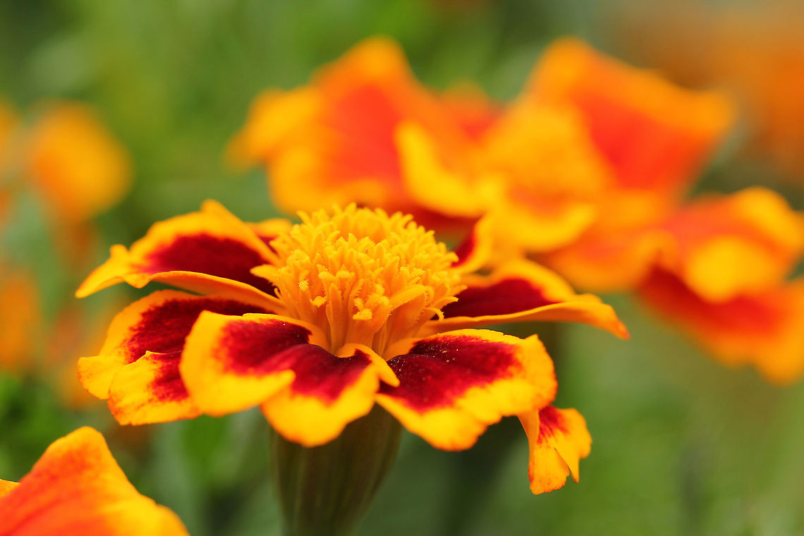 French marigold  French marigold,Geotagged,Tagetes patula,The Netherlands