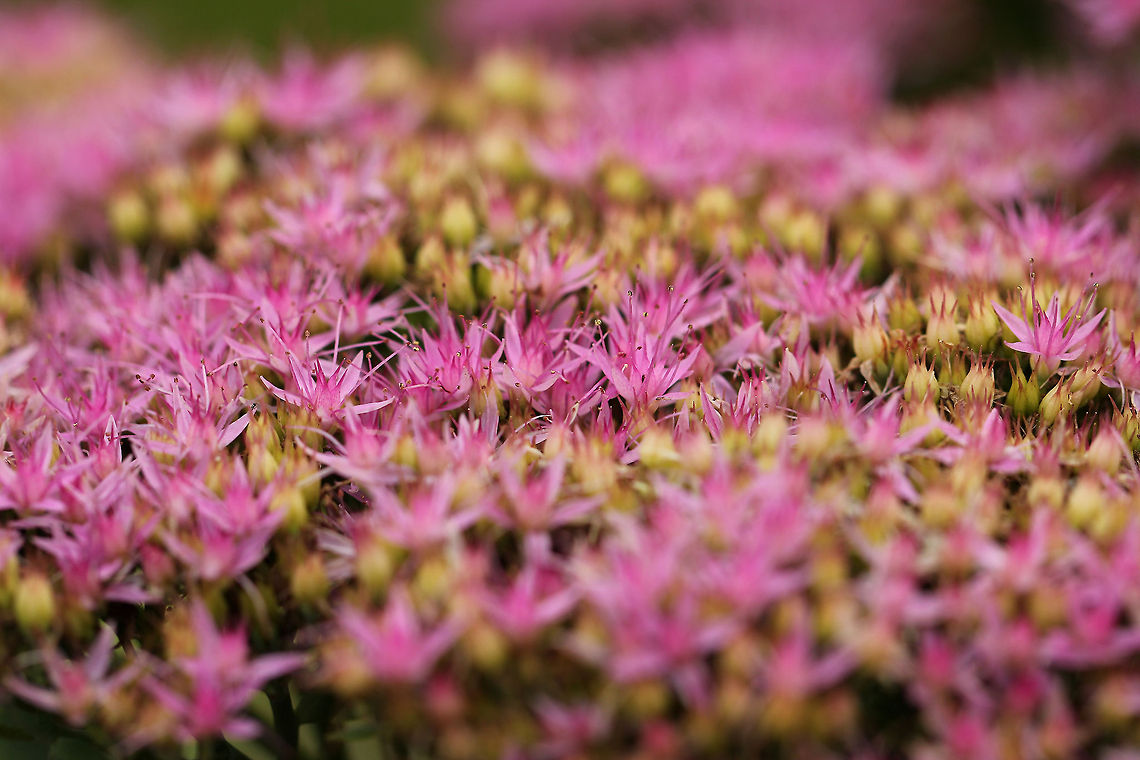 Rockcress  Geotagged,Rockcress,Sedum spurium,The Netherlands