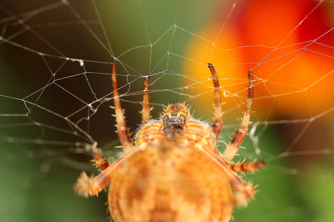At short range If you look close you can see it's nails! Araneus diadematus,European garden spider,Geotagged,The Netherlands