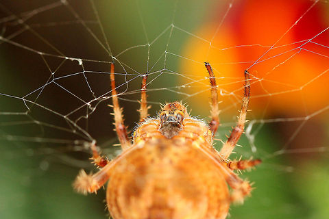 At short range If you look close you can see it's nails! Araneus diadematus,European garden spider,Geotagged,The Netherlands