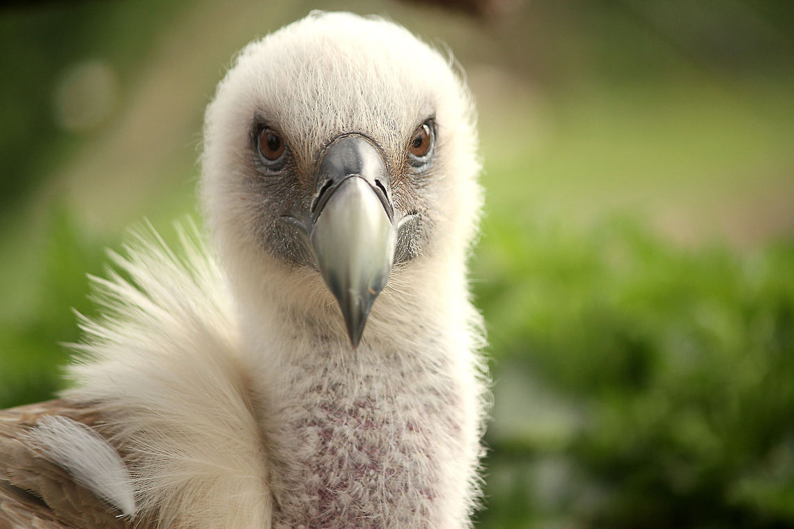 Gyps Fulvus Female vulture protecting her eggs Geotagged,Griffon Vulture,Gyps fulvus,The Netherlands