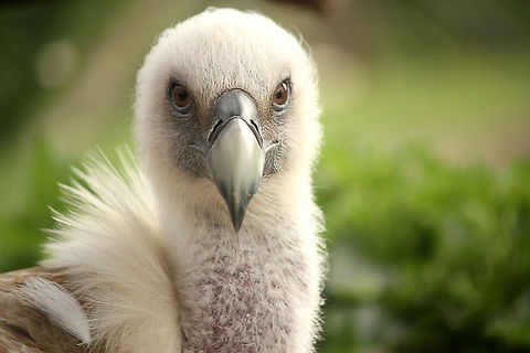 Gyps Fulvus Female vulture protecting her eggs Geotagged,Griffon Vulture,Gyps fulvus,The Netherlands