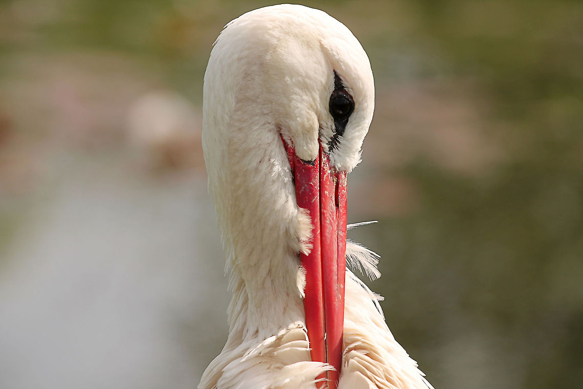 The White Stork  Ciconia ciconia,Geotagged,The Netherlands,White Stork