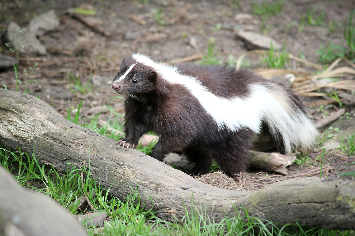 Striped skunk The striped skunk has a black body with a white stripe along each side of its body; the two stripes join into a broader white area at the nape. Its forehead has a narrow white stripe. The striped skunk is widespread throughout North America. Geotagged,Mephitis mephitis,Striped skunk,The Netherlands