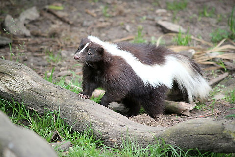 Striped skunk The striped skunk has a black body with a white stripe along each side of its body; the two stripes join into a broader white area at the nape. Its forehead has a narrow white stripe. The striped skunk is widespread throughout North America. Geotagged,Mephitis mephitis,Striped skunk,The Netherlands
