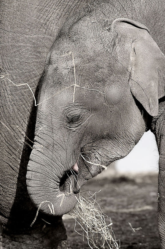 Baby elephant Asian elephant (Elephas maximus), Dierenrijk, Nuenen, Netherlands, 2014 2014,Asian,Asian elephant,Dierenrijk,Elephas,Elephas maximus,Geotagged,Netherlands,Nuenen,The Netherlands,elephant,maximus