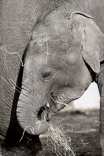 Baby elephant Asian elephant (Elephas maximus), Dierenrijk, Nuenen, Netherlands, 2014 2014,Asian,Asian elephant,Dierenrijk,Elephas,Elephas maximus,Geotagged,Netherlands,Nuenen,The Netherlands,elephant,maximus