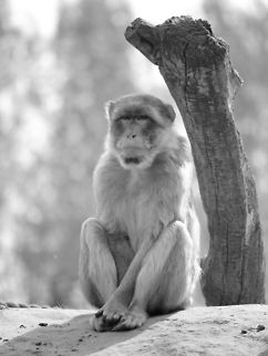 Barbary Macaque  Barbary Macaque,Geotagged,Macaca sylvanus,The Netherlands