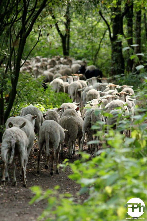Traffic jam in the woods  Domestic sheep,Geotagged,Ovis aries,The Netherlands