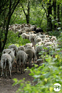 Traffic jam in the woods  Domestic sheep,Geotagged,Ovis aries,The Netherlands