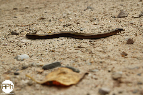 Slow worm  Anguis fragilis,Geotagged,Slow worm,The Netherlands