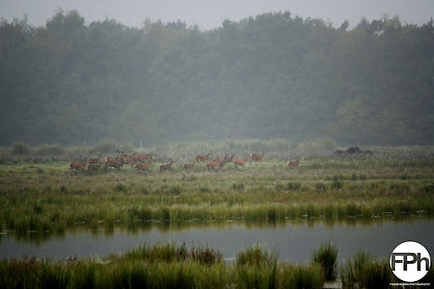 Herd of red deer on the run in the wild  Cervus elaphus,Geotagged,Red deer,The Netherlands