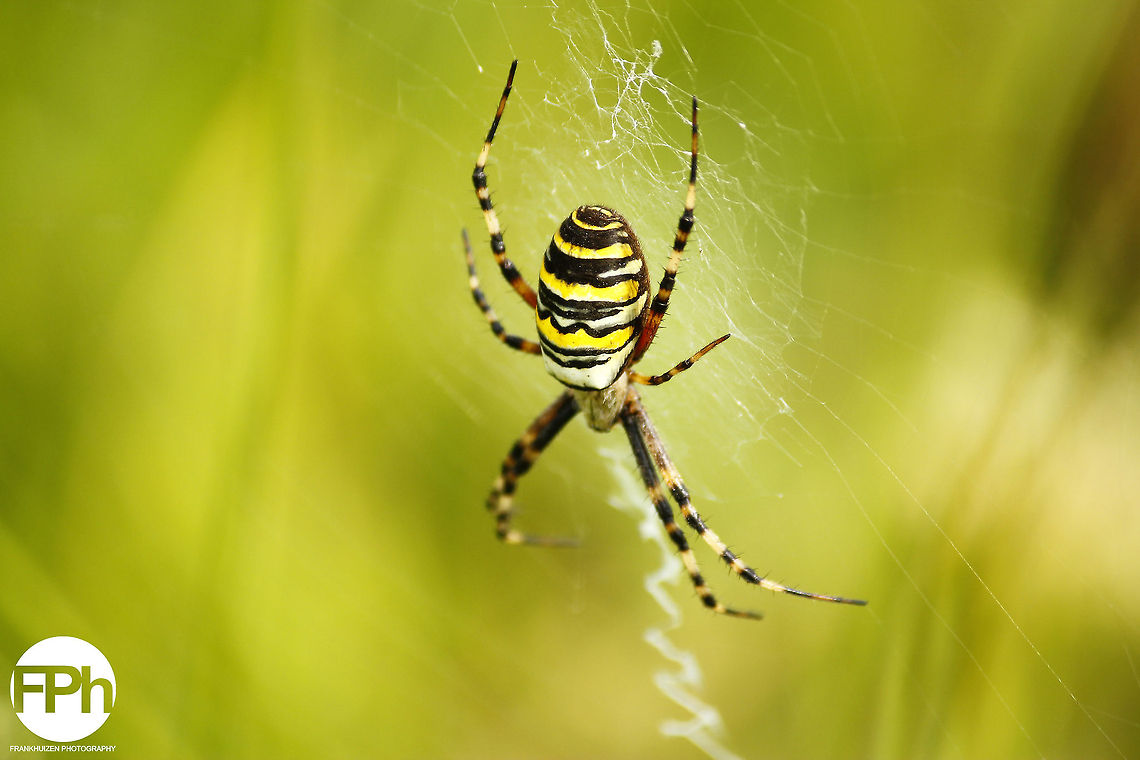 Wasp spider or tiger spider above view  Argiope bruennichi,Geotagged,The Netherlands,Wasp spider