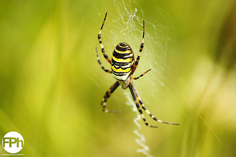 Wasp spider or tiger spider above view  Argiope bruennichi,Geotagged,The Netherlands,Wasp spider