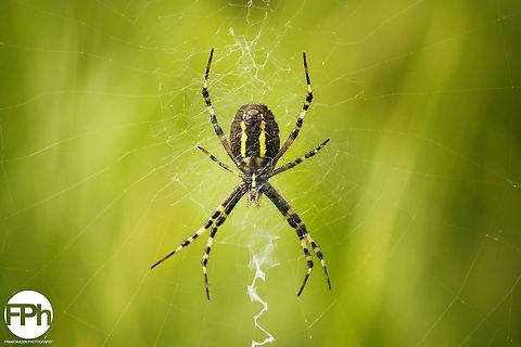 Wasp spider or tiger spider underneath  Argiope bruennichi,Geotagged,The Netherlands,Wasp spider